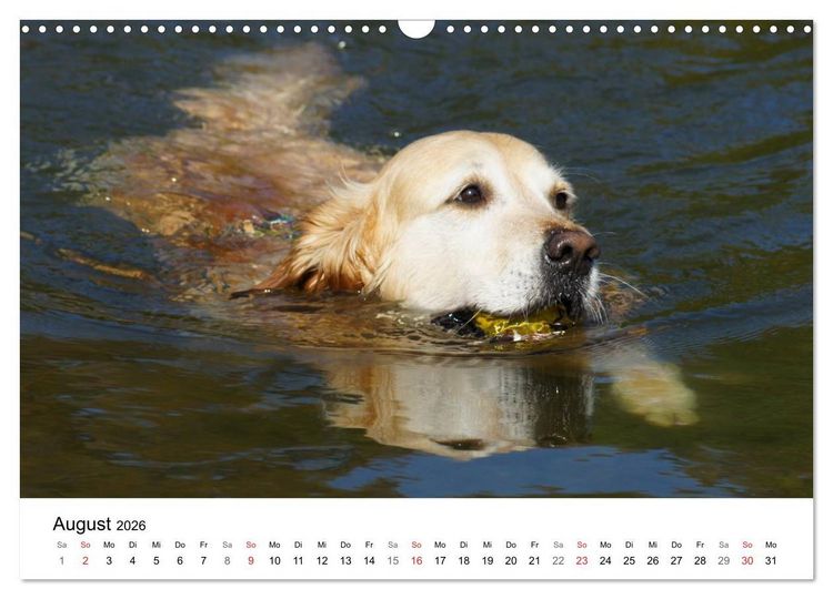Produktbild: Golden Retriever Power (Wandkalender 2026 DIN A3 quer), CALVENDO Monatskalender