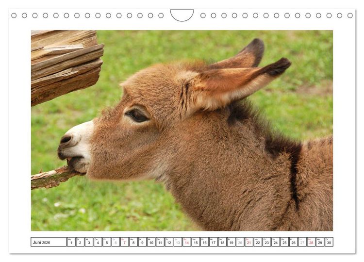 Produktbild: Kleine Schelme - Tierbabys (Wandkalender 2026 DIN A4 quer), CALVENDO Monatskalender