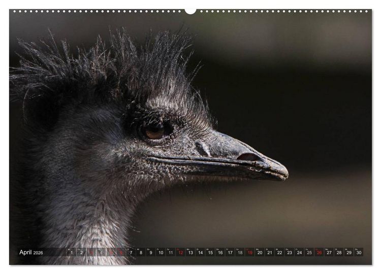 Produktbild: Strau&szlig; & Co. (Wandkalender 2026 DIN A2 quer), CALVENDO Monatskalender