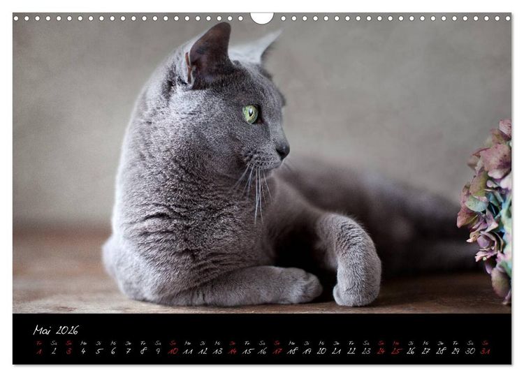 Produktbild: Katzen 2026 (Wandkalender 2026 DIN A3 quer), CALVENDO Monatskalender