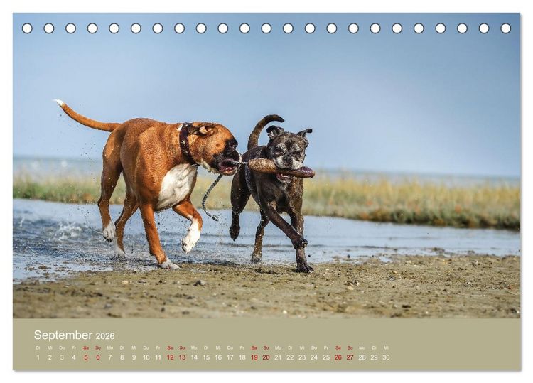 Produktbild: Fantastische Boxer - Sieger der Herzen (Tischkalender 2026 DIN A5 quer), CALVENDO Monatskalender
