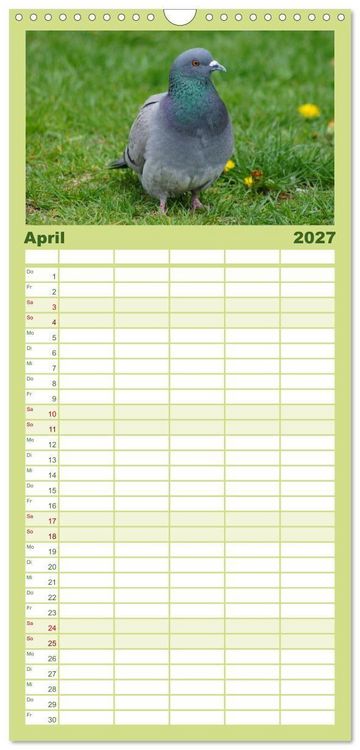 Produktbild: Familienplaner 2027 - Tauben in der Stadt mit 5 Spalten (Wandkalender, 21 x 45 cm) CALVENDO