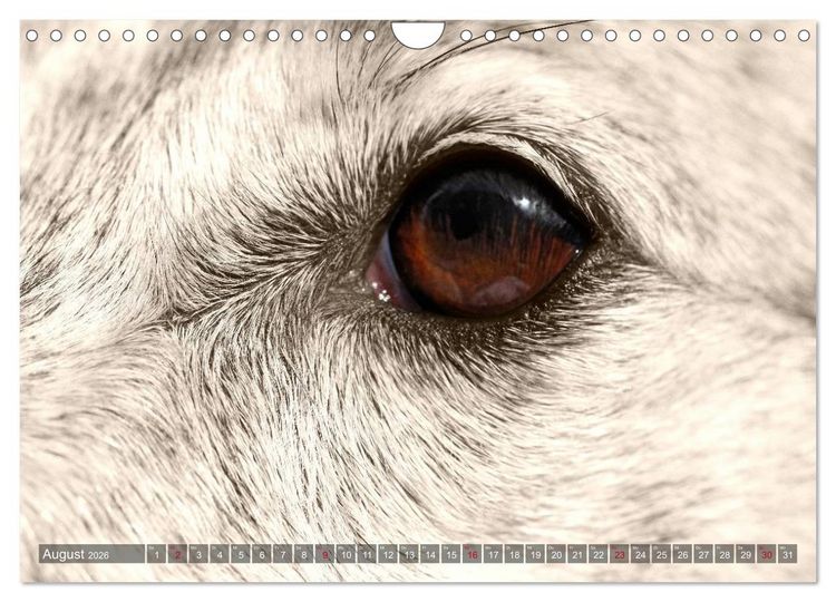 Produktbild: Windhunde eye-catcher (Wandkalender 2026 DIN A4 quer), CALVENDO Monatskalender