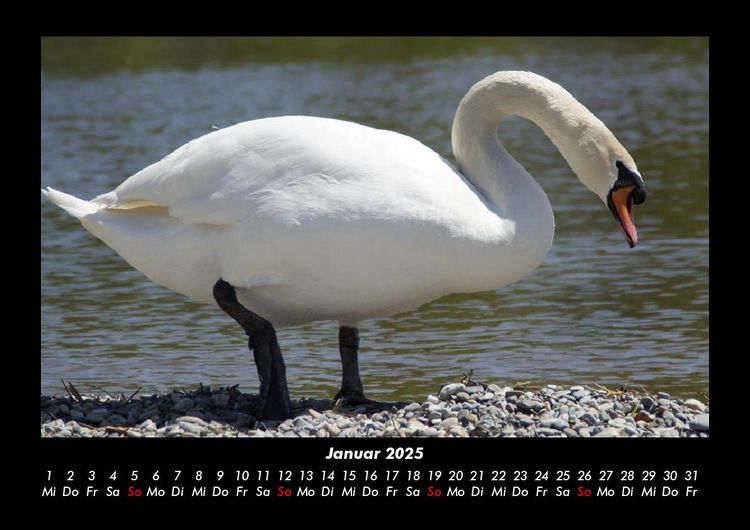 Produktbild: Vogelparadies 2025 Fotokalender DIN A3