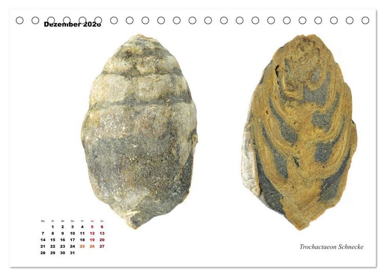 Produktbild: Fossilien - Ammoniten, Trilobiten, Erdgeschichte (Tischkalender 2026 DIN A5 quer), CALVENDO Monatskalender