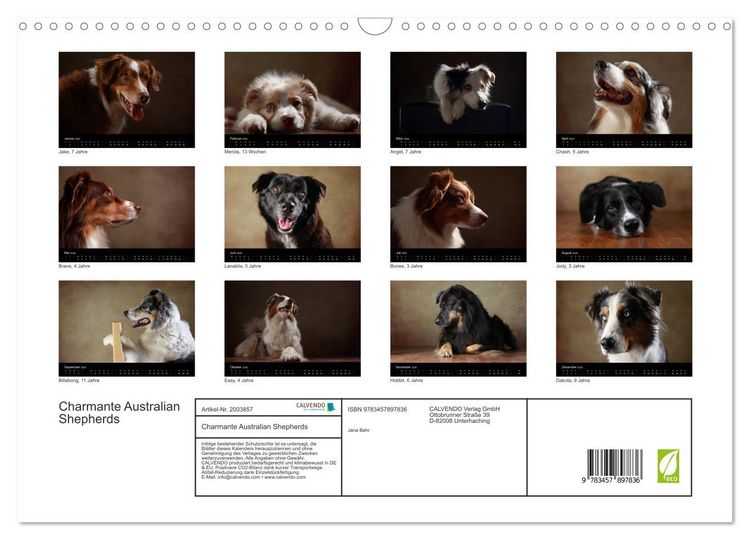 Produktbild: Charmante Australian Shepherds (Wandkalender 2026 DIN A3 quer), CALVENDO Monatskalender