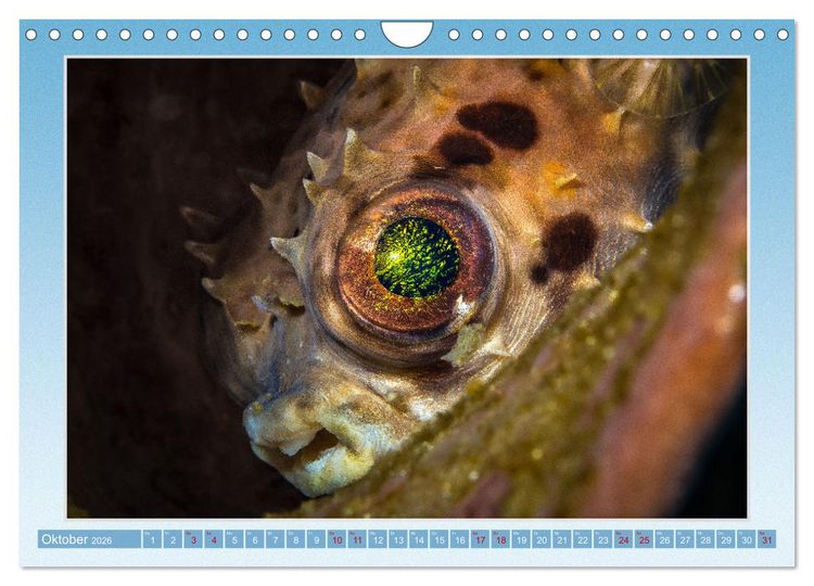 Produktbild: fisch portrait (Wandkalender 2026 DIN A4 quer), CALVENDO Monatskalender