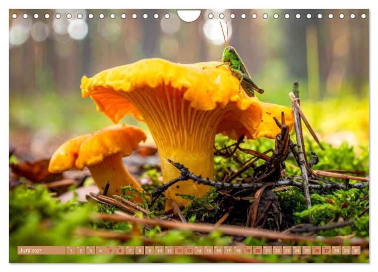 Produktbild: Pilzbesucher (Wandkalender 2027 DIN A4 quer), CALVENDO Monatskalender