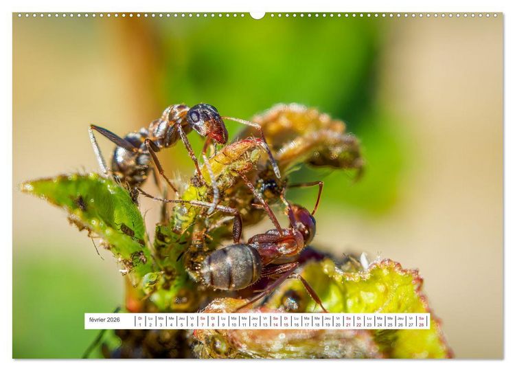 Produktbild: La vie de nos prairies - Le monde des fourmis (Calendrier mural 2026 DIN A2 vertical) calendrier de bureau