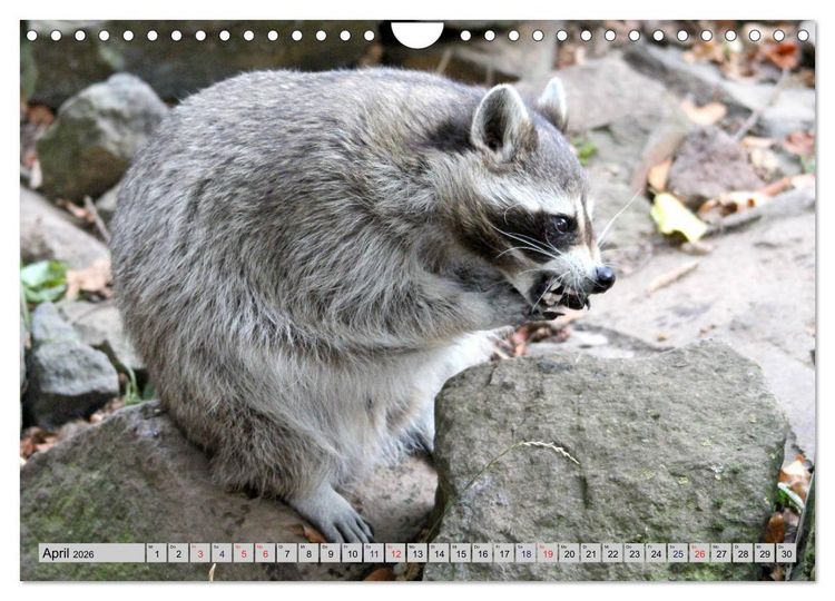 Produktbild: Der Waschb&auml;r - Der Maskentr&auml;ger in unseren W&auml;ldern (Wandkalender 2026 DIN A4 quer), CALVENDO Monatskalender