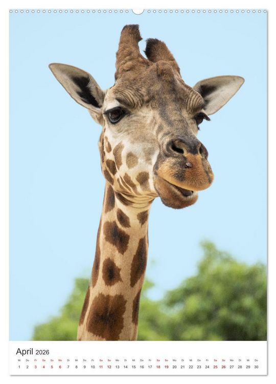 Produktbild: Giraffe - Bemerkenswerte Tiere. (hochwertiger Premium Wandkalender 2026 DIN A2 hoch), Kunstdruck in Hochglanz