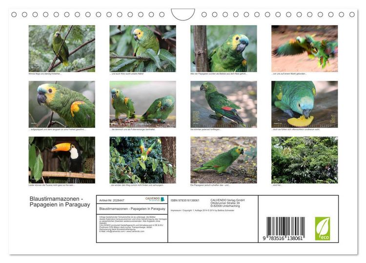 Produktbild: Blaustirnamazonen - Papageien in Paraguay (Wandkalender 2026 DIN A4 quer), CALVENDO Monatskalender