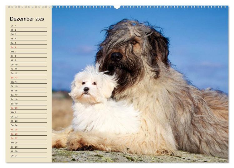 Produktbild: Beste Freunde. Bezaubernde Tierfreundschaften (hochwertiger Premium Wandkalender 2026 DIN A2 quer), Kunstdruck in Hochglanz