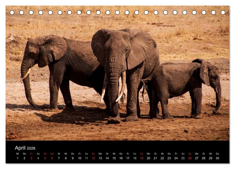 Produktbild: Wildes Afrika (Tischkalender 2026 DIN A5 quer), CALVENDO Monatskalender