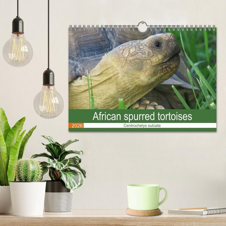 Produktbild: African spurred tortoises (Wall Calendar 2026 DIN A4 landscape), CALVENDO 12 Month Wall Calendar