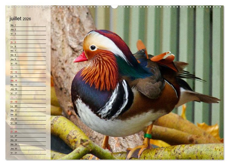 Produktbild: La vie paisible des canards (Calendrier mural 2026 DIN A2 vertical), CALVENDO calendrier mensuel