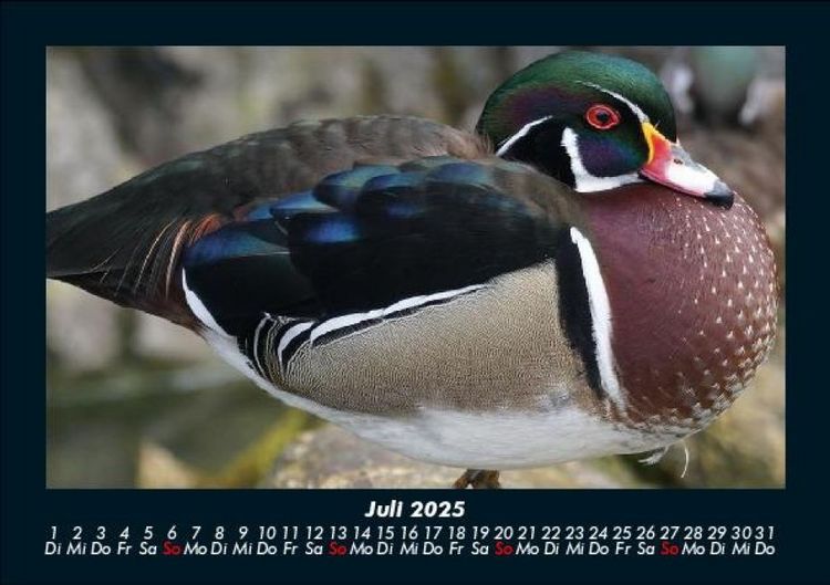 Produktbild: Enten 2025 Fotokalender DIN A5