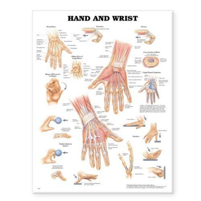 Produktbild: Hand and Wrist Pst