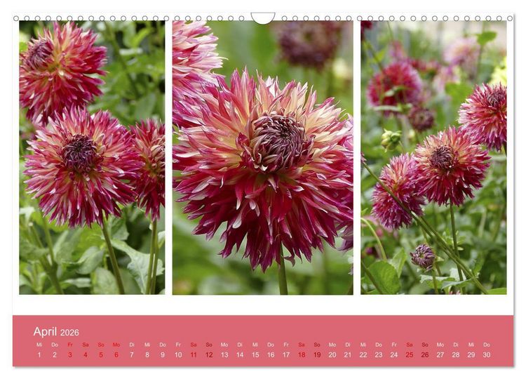 Produktbild: Dahlien-Triplets (Wandkalender 2026 DIN A3 quer), CALVENDO Monatskalender