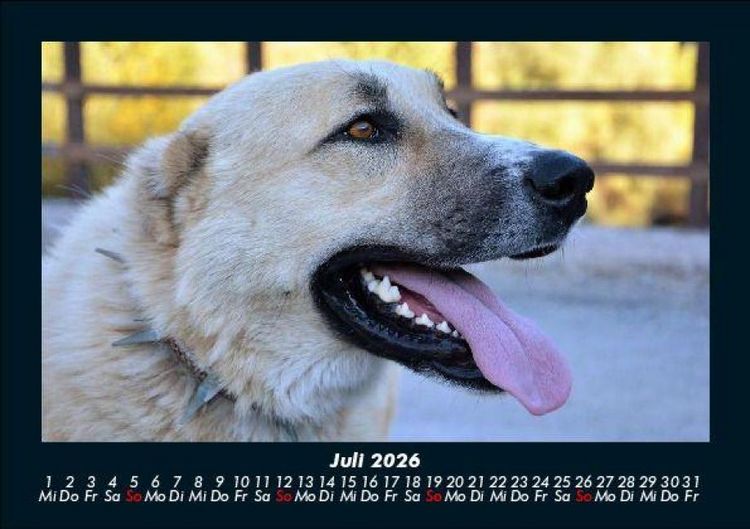 Produktbild: Tierkalender 2026 Fotokalender DIN A5