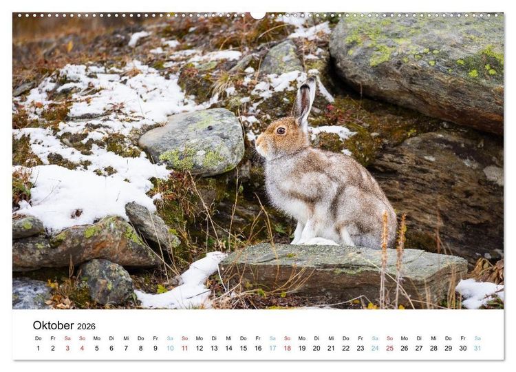 Produktbild: Tierwelt Skandinaviens (Wandkalender 2026 DIN A2 quer), CALVENDO Monatskalender