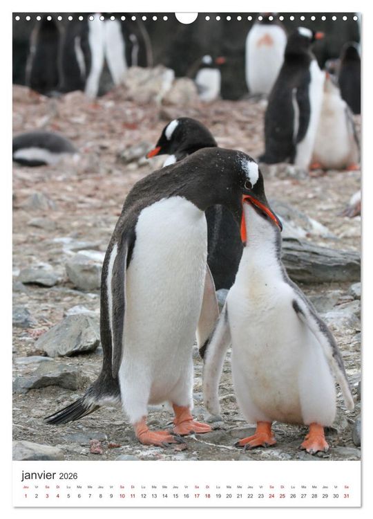 Produktbild: Antarctique des oiseaux de l&eacute;gende (Calendrier mural 2026 DIN A3 horizontal), CALVENDO calendrier mensuel