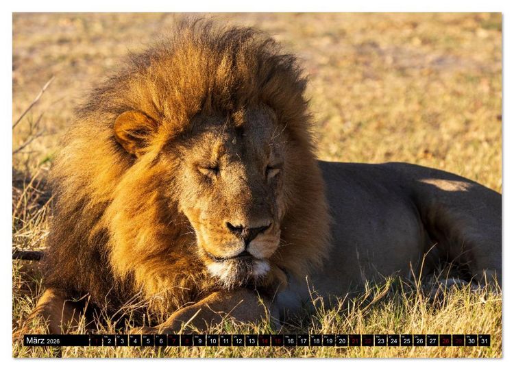Produktbild: L&ouml;wen in Botswana und S&uuml;dafrika (Wandkalender 2026 DIN A3 quer), CALVENDO Monatskalender