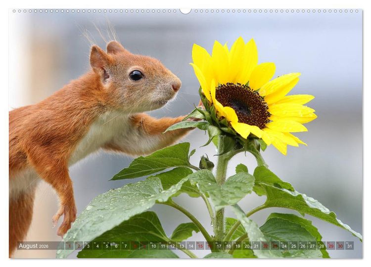 Produktbild: Eichh&ouml;rnchen Luna und ihre Kinder (Wandkalender 2026 DIN A2 quer), CALVENDO Monatskalender