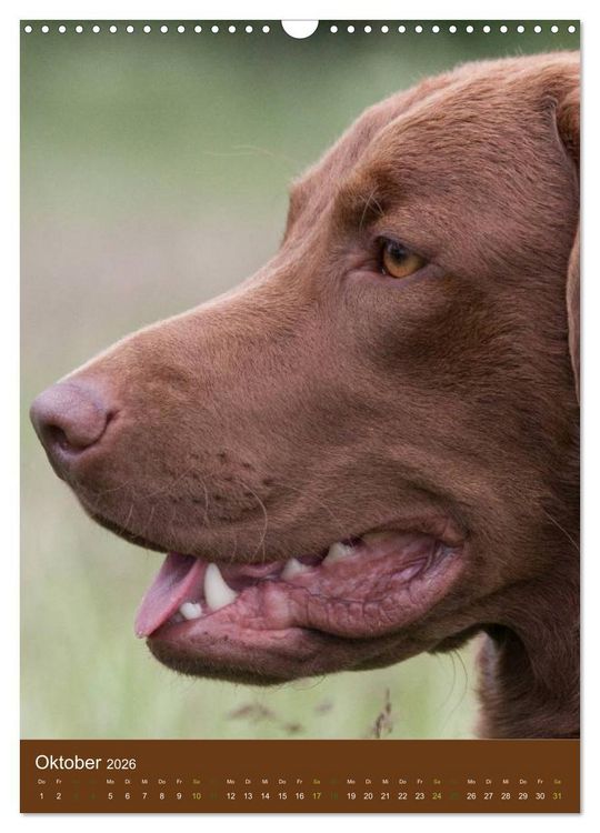 Produktbild: Chesapeake Bay Retriever 2026 (Wandkalender 2026 DIN A3 hoch), CALVENDO Monatskalender