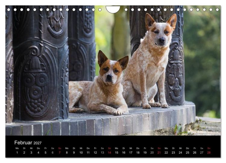 Produktbild: Australian Cattle Dogs zwischen Kunst und Kultur (Wandkalender 2027 DIN A4 quer), CALVENDO Monatskalender