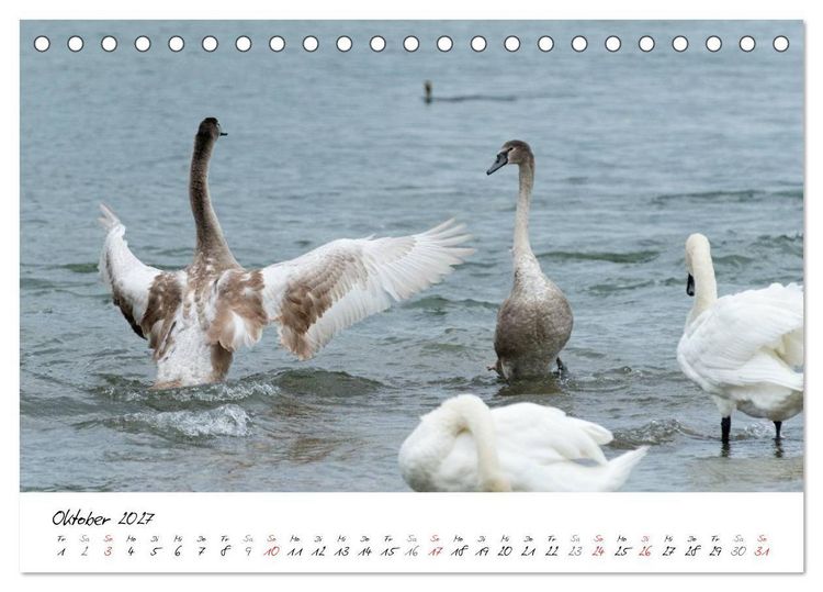 Produktbild: Vom K&uuml;ken zum Schwan (Tischkalender 2027 DIN A5 quer), CALVENDO Monatskalender