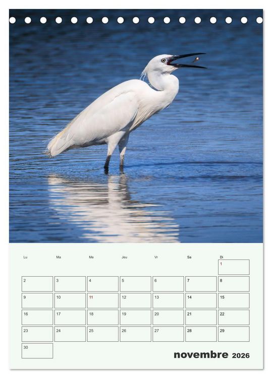 Produktbild: Le monde intime des oiseaux (Calendrier de bureau 2026 DIN A5 horizontal), CALVENDO calendrier mensuel