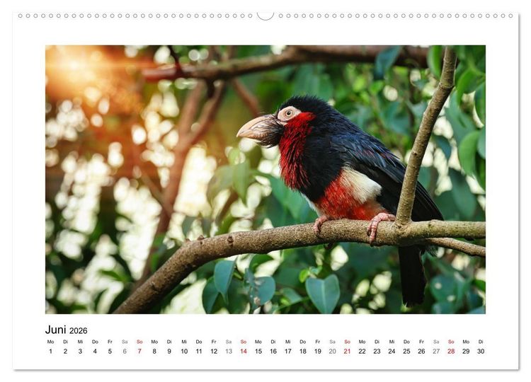 Produktbild: Zauberhaft und farbenfroh (hochwertiger Premium Wandkalender 2026 DIN A2 quer), Kunstdruck in Hochglanz