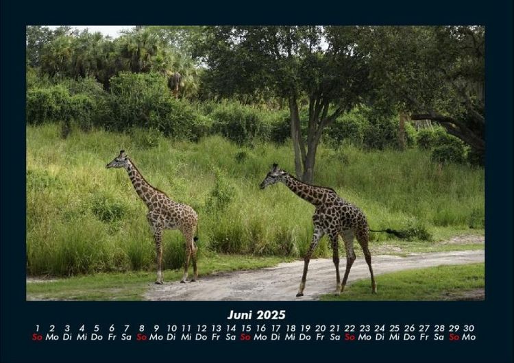 Produktbild: Welt der Tiere 2025 Fotokalender DIN A4