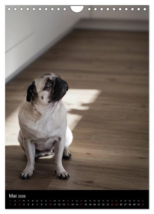 Produktbild: Das Mops-Jahr 2026 (Wandkalender 2026 DIN A4 hoch), CALVENDO Monatskalender