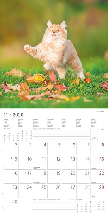 Produktbild: Funny Cats 2026 - Broschürenkalender 30x30 cm (30x60 geöffnet) - Kalender mit Platz für Notizen - Katzen - Bildkalender - Wandplaner - Katzenkalender