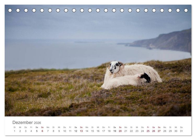 Produktbild: Schafe - Weich und wollig (Tischkalender 2026 DIN A5 quer), CALVENDO Monatskalender