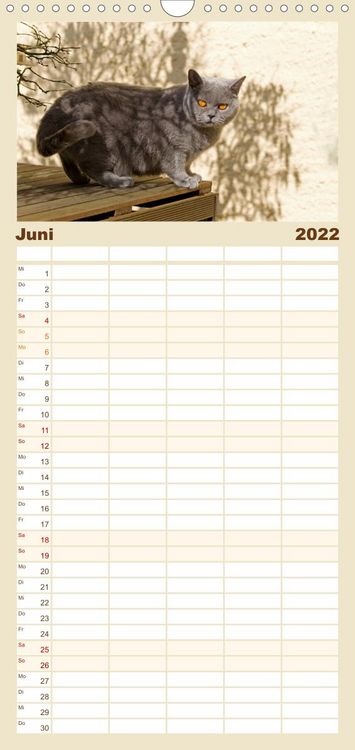 Produktbild: Familienplaner B&auml;rige Schmusetiger - Britisch Kurzhaar Katzen (Wandkalender 2022 , 21 cm x 45 cm, hoch)