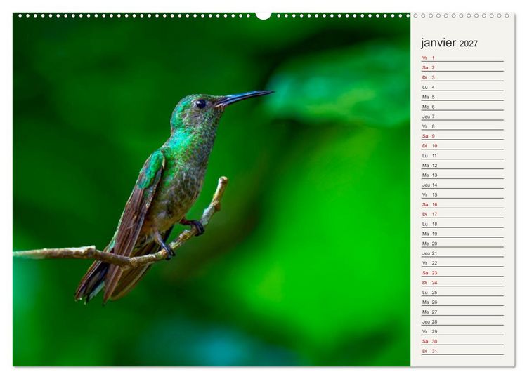 Produktbild: Colibris &ndash; &eacute;clats de nature (Calendrier mural 2027 DIN A2 vertical) calendrier de bureau