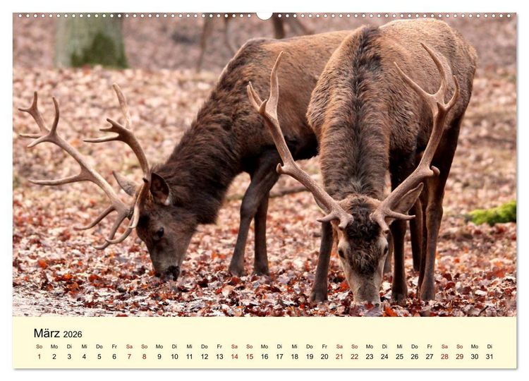 Produktbild: Der Rothirsch - Der K&ouml;nig in unseren W&auml;ldern (Wandkalender 2026 DIN A2 quer), CALVENDO Monatskalender