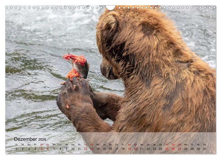 Produktbild: Aug in Aug mit den Braunb&auml;ren in Kamtschatka (Wandkalender 2026 DIN A3 quer), CALVENDO Monatskalender