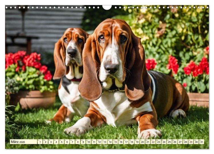Produktbild: Basset Hound - unverkennbar (Wandkalender 2026 DIN A3 quer), CALVENDO Monatskalender