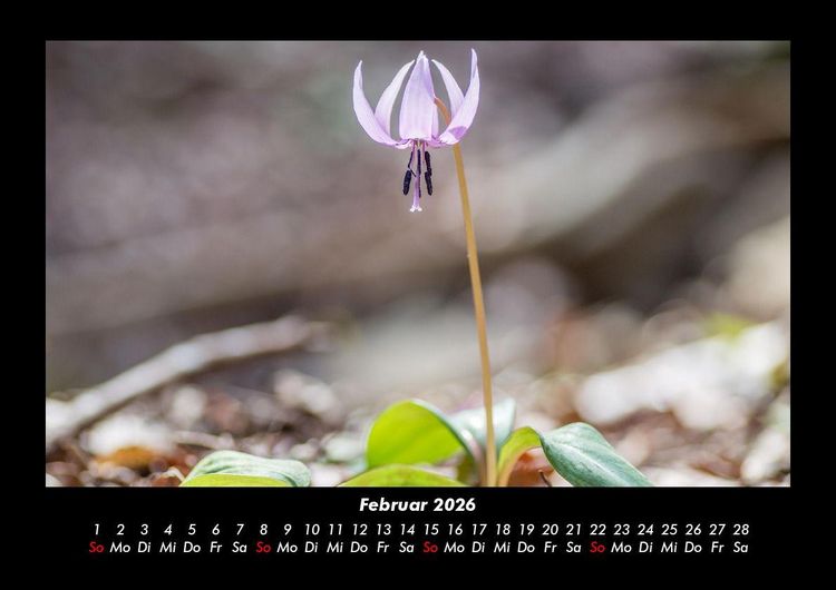 Produktbild: Blumenzauber 2026 Fotokalender DIN A3