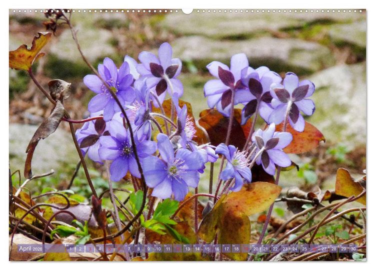 Produktbild: Wundersch&ouml;ne Wildblumen (Wandkalender 2026 DIN A2 quer), CALVENDO Monatskalender