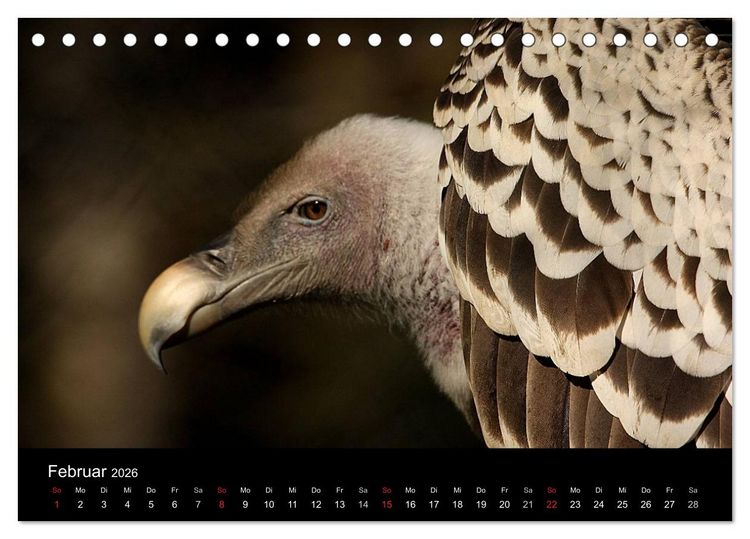 Produktbild: Greifv&ouml;gel (Tischkalender 2026 DIN A5 quer), CALVENDO Monatskalender