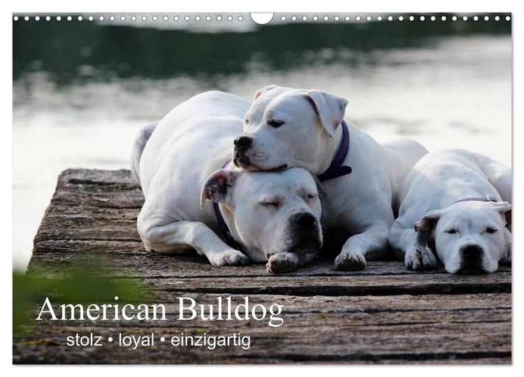 Produktbild: American Bulldog - stolz, loyal, einzigartig (Wandkalender 2026 DIN A3 quer), CALVENDO Monatskalender