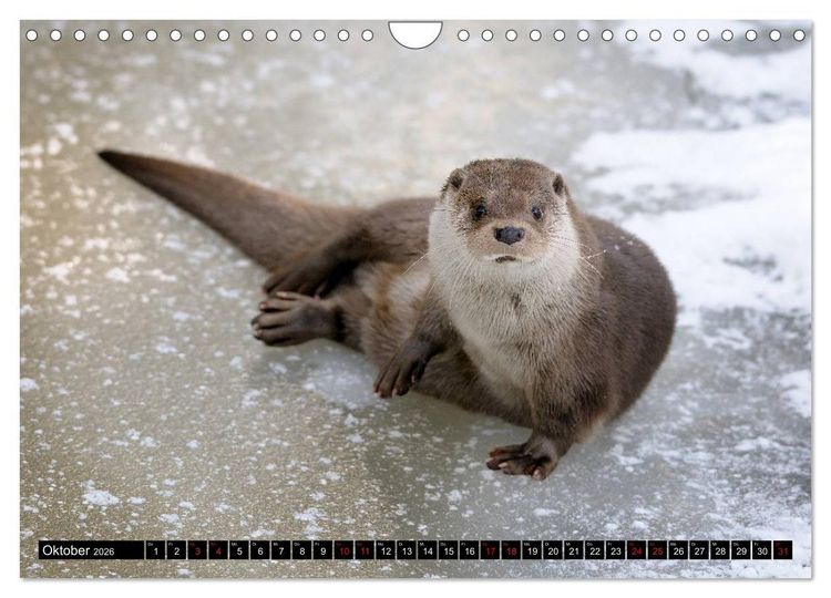 Produktbild: Fischotter, flinke J&auml;ger (Wandkalender 2026 DIN A4 quer), CALVENDO Monatskalender