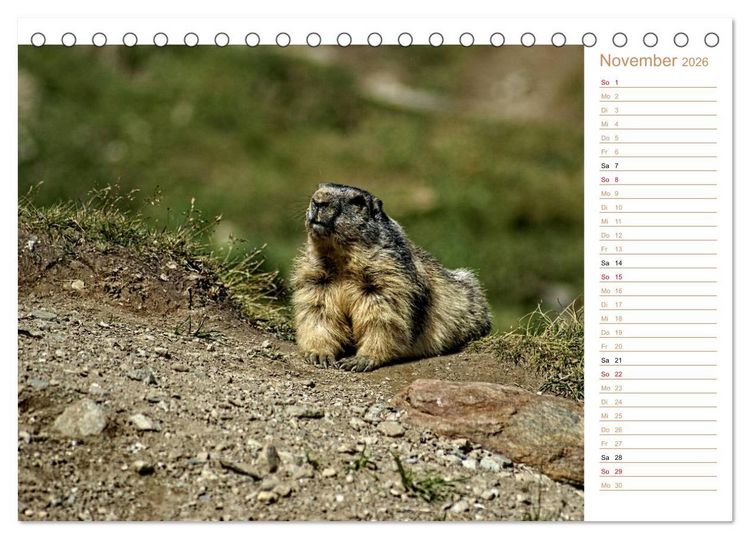 Produktbild: Wildlife - Verspielte Murmeltiere (Tischkalender 2026 DIN A5 quer), CALVENDO Monatskalender