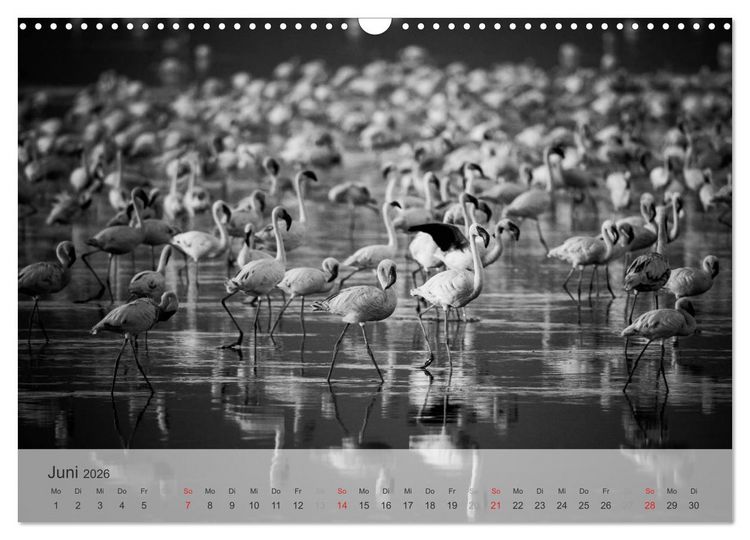 Produktbild: Flamingo Impressionen 2026 (Wandkalender 2026 DIN A3 quer), CALVENDO Monatskalender
