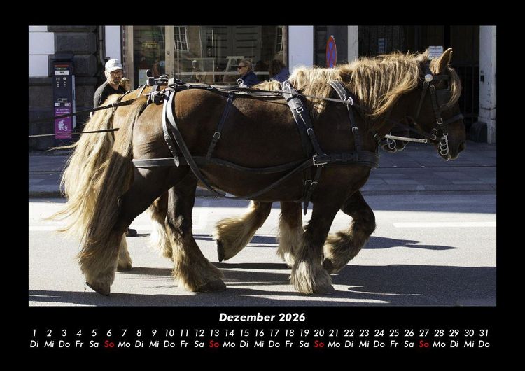 Produktbild: Die Welt der Pferde 2026 Fotokalender DIN A3